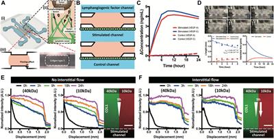 Three-Dimensional In Vitro Lymphangiogenesis Model in Tumor Microenvironment